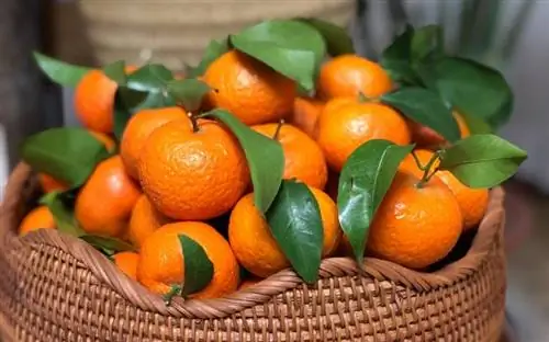 هل تستطيع القطط أكل البرتقال؟ حقائق & الأسئلة الشائعة