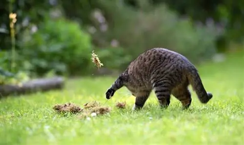 Kočka zahrabává jídlo: Proč se moje kočka snaží zahrabat jídlo? Důvody & Co dělat