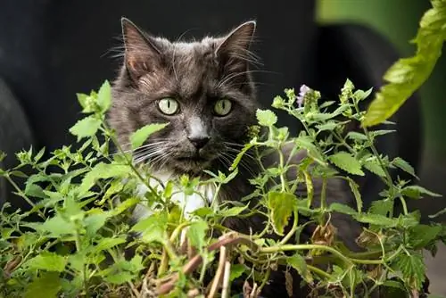 Bolehkah Kucing Makan Catnip? Adakah Ia Buruk untuk Kucing? Fakta & Soalan Lazim