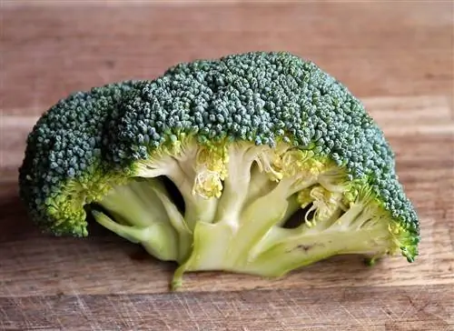 Kan katte broccoli eet? Feite & Gereelde vrae