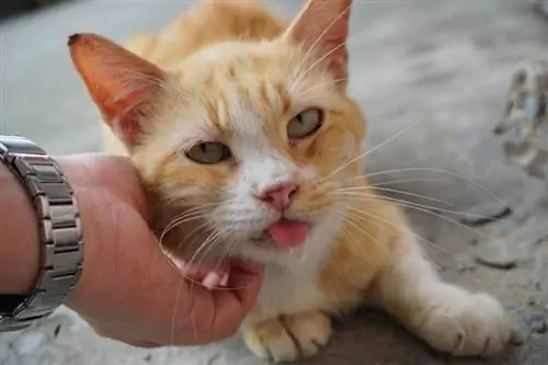 Zakaj se mačke slinijo, ko jih božate? 6 razlogov zakaj