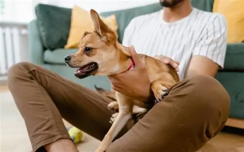 Pse Chihuahuas janë kaq agresivë? Fakte & FAQ