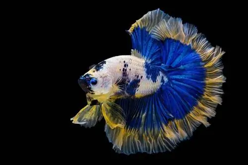 Perché il mio pesce Betta perde colore & Diventa bianco? Fatti & Domande frequenti