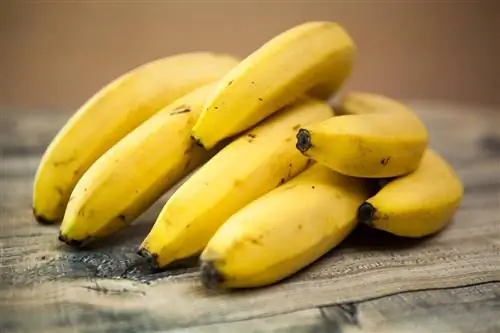 Мысықтарға банан жеуге бола ма? Фактілер & Жиі қойылатын сұрақтар