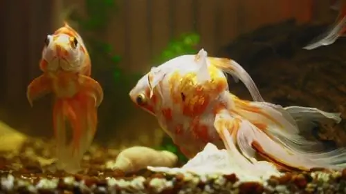 Prečo moja zlatá rybka pláva hore nohami? Fakty & FAQ