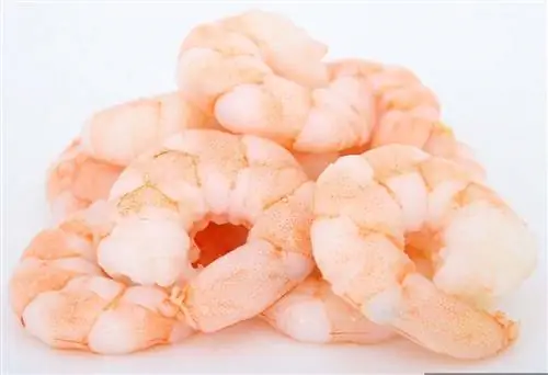 Je, Paka Wanaweza Kuwa na Shrimp Kama Tiba? Ukweli & Maswali Yanayoulizwa Mara kwa Mara