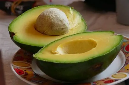 Mogen katten avocado hebben? Feiten & Veelgestelde vragen