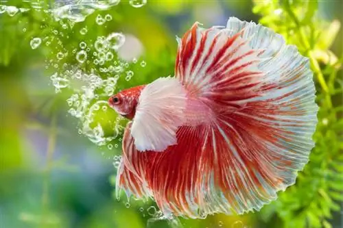 Poisson Betta gonflé : Symptômes, Causes & Solutions