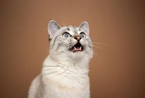 Hvorfor miaver min kat, når jeg nyser? 5 mulige årsager