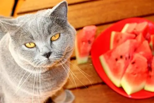 آیا گربه ها می توانند هندوانه بخورند؟ آیا برای گربه ها خوب است؟ (حقایق، & سوالات متداول)