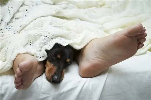 ¿Por qué mi perro duerme debajo de las sábanas & entre mis piernas?