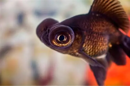 რამდენად დიდია შავი მური ოქროს თევზი? საშუალო წონა & ზრდის სქემა