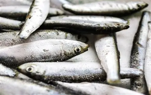 Môžu mačky jesť sardinky? (Rýchla odpoveď)