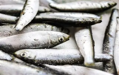 Mogu li mačke jesti sardine? (Brzi odgovor)