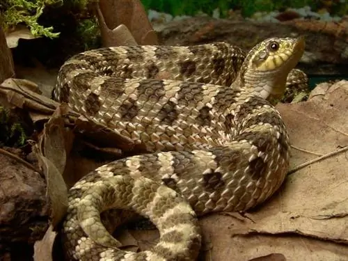 20 uroczych węży, które musisz zobaczyć (ze zdjęciami)