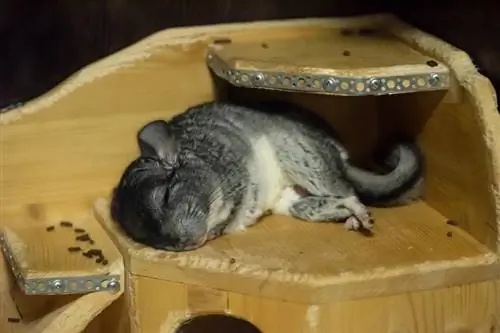 Hvornår sover chinchillaer & Hvor meget søvn har de brug for?