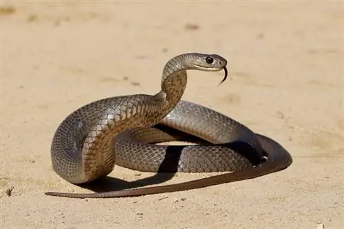 28 змии, открити в Мисури (със снимки)