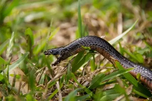 15 cobras encontradas em Maryland (com fotos)