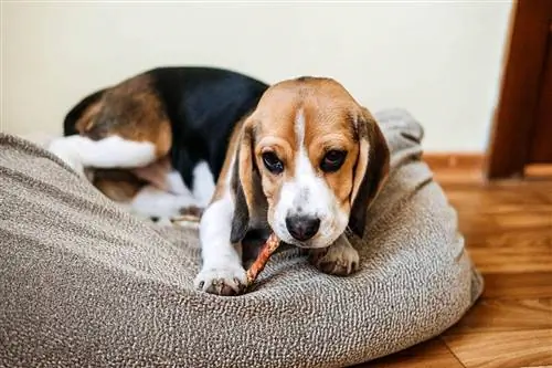 Czy Bully Sticks są bezpieczne dla szczeniąt?