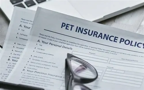 10 migliori fornitori di assicurazioni per animali domestici in Oklahoma nel 2023 – Recensioni & Confronti