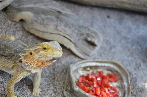 Perché il mio drago barbuto non mangia? 4 motivi per cui (risposta del veterinario)