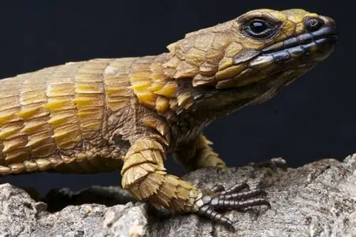 Die 9 besten Online-Reptiliengeschäfte des Jahres 2023 (& Was Sie wissen müssen)