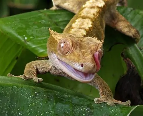 Combien coûtent les geckos chez Petco ? Photos, espèces & Guide des coûts