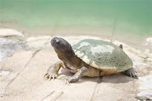 ¿Dónde comprar una tortuga mascota? (Además, descripción general de los mejores lugares)