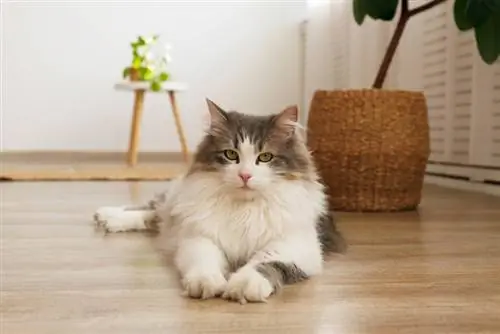 Hoe tonen katten onderdanigheid? 6 veelvoorkomende gebaren