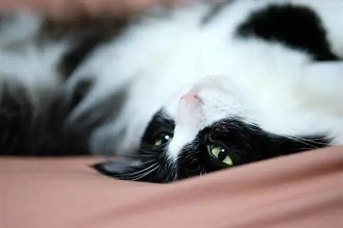 13 rase de pisici alb-negru (cu imagini)