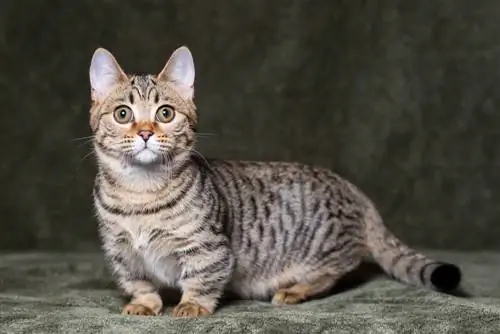 Munchkin Bengal: Raseinformasjon, bilder, temperament & Egenskaper