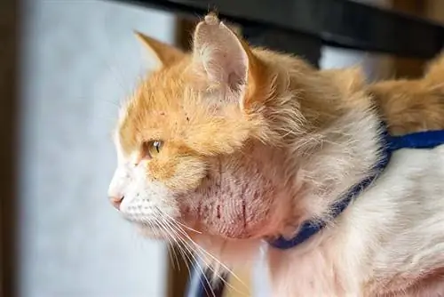 Caroços e caroços na pele de um gato (resposta veterinária): quando se preocupar