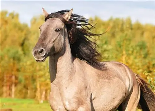 Grulla/Grullo konj: informacije, slike, temperament & Osobine