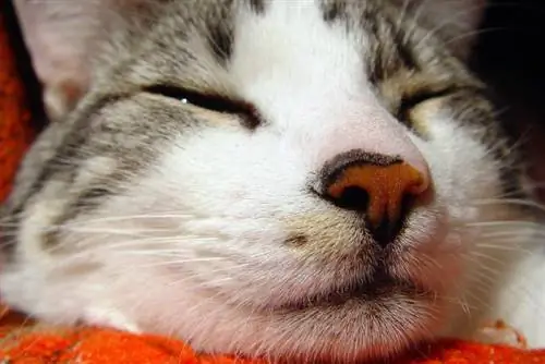 A macskám dorombol, amikor alszik – ez normális? Tények & GYIK