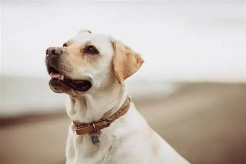 12 συναρπαστικά γεγονότα για τον εγκέφαλο σκύλου που θα εκπλαγείτε να μάθετε