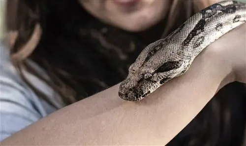 9 Լավագույն ընտանի կենդանիների օձերը սկսնակների համար (նկարներով)