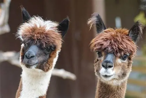 100+ jmen alpaky: Nápady na roztomilé & Funny Pet Alpacas