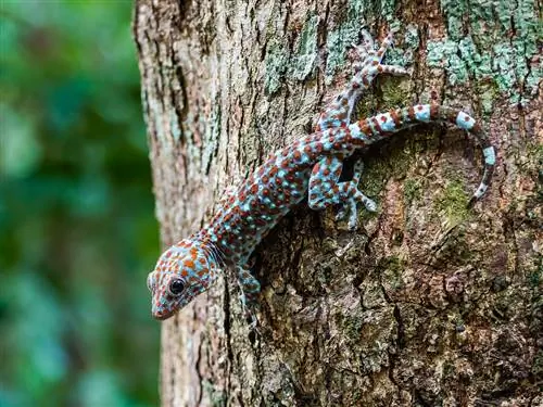 Гэрийн тэжээвэр амьтдад байлгахад тохиромжтой 11 Gecko (Зурагтай)