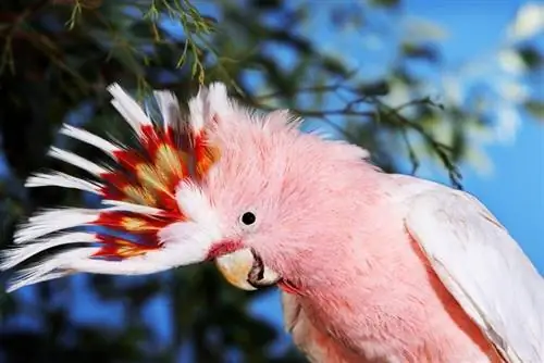 5 ružičastih vrsta ptica kućnih ljubimaca koje ćete voljeti (sa slikama)