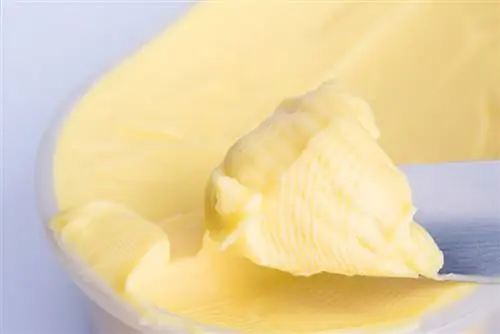 Kan katte spise margarine? Dyrlæge godkendt sundhed & Sikkerhedsfakta