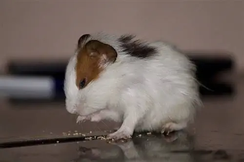 16 Dinge, die Sie Ihrem Hamster niemals füttern sollten: Vom Tierarzt überprüfter Leitfaden