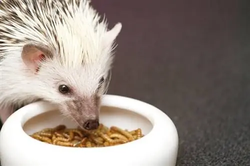14 věcí, kterými můžete nakrmit ježka (a čemu se vyhnout)
