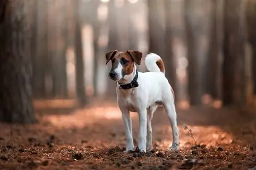 สุนัขพันธุ์ Smooth Fox Terrier: ข้อมูลรูปภาพ, อารมณ์ & ลักษณะนิสัย