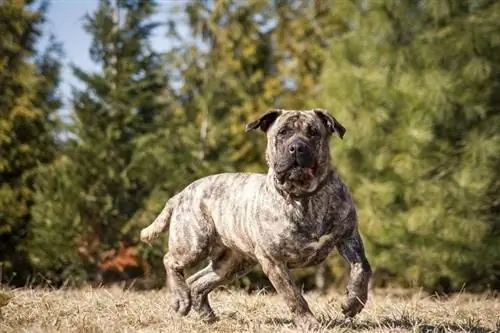Дого Канарио нохойн үүлдэр: Мэдээлэл, зураг, даруу байдал & шинж чанар