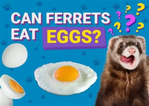 Maaari Bang Kumain ng Itlog ang Ferrets? Anong kailangan mong malaman