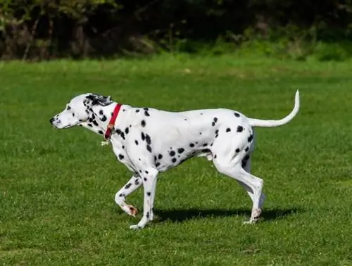 Kui palju treeningut dalmaatsia koer vajab? Loomaarsti poolt läbi vaadatud faktid & hooldusnõuanded