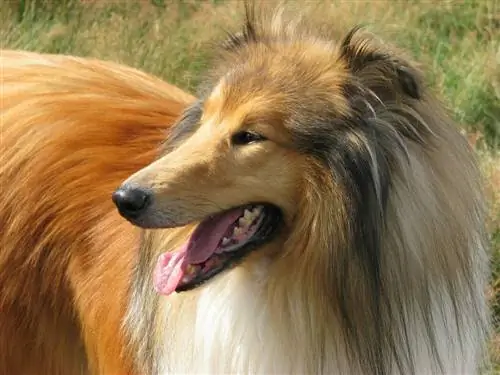 17 نژاد سگ مو بلند (همراه با عکس)