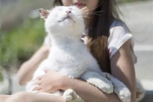 Meu gato está tremendo quando ronrona - isso é normal?