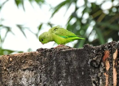Είδη πουλιών Plain Parakeet: Traits, History, Food & Οδηγός φροντίδας (με εικόνες)