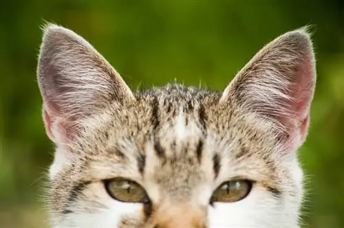 Jak zjistit, zda má kočka ušní roztoče: Známky zkontrolované veterinářem & Časté otázky